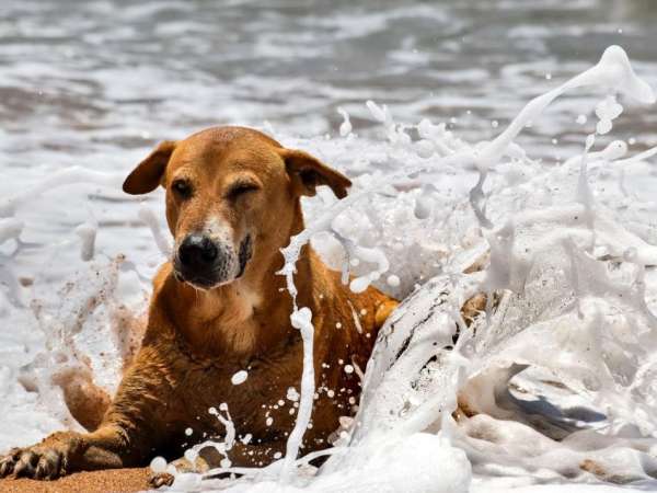 Prefectura prioriza perros agresivos sobre los que están con dueño en la costa