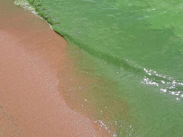 Presencia de floraciones de cianobacterias en Laguna del Sauce no afecta la calidad del agua que se consume