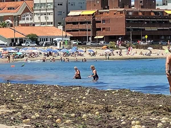 "Sargazo" apareció en Paradas 1 y 2 de la Mansa