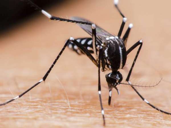 piden retomar medidas contra el dengue por casos en rio grande do sul donde hay 491 municipios infestados