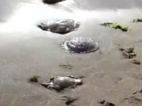 Son de dos tipos las aguavivas que aparecieron en la costa de Maldonado y ambas de toxicidad moderada