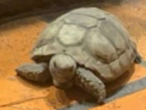 Se escapó la tortuga pero fue recuperada esta tarde