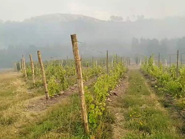 Viento demanda atención constante para evitar propagación de incendio a un viñedo