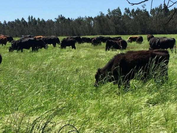 Precio de la carne en general se disparará como consecuencia de la sequía