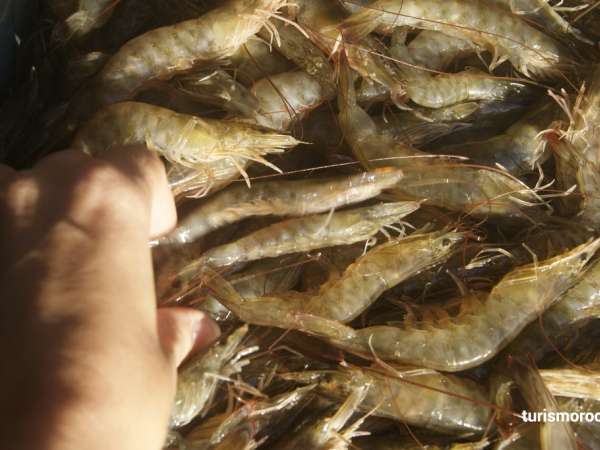 Zafra del camarón: Preocupa a pescadores fecha de inicio y la no instalación de cámaras de frío por parte del Intendencia de Rocha 