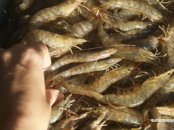 Zafra del camarón: Preocupa a pescadores fecha de inicio y la no instalación de cámaras de frío por parte del Intendencia de Rocha