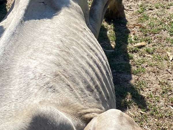 INBA rescató 19  caballos, 2 burros y 16 perros que se encontraban “en una gravísima situación de maltrato animal”
