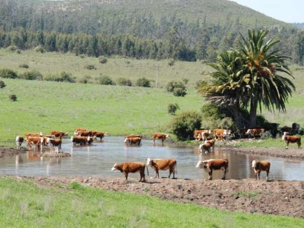 Aunque se está cerca, no se ha dado aún venta de animales debido a imposibilidad de atenderlos por la sequía