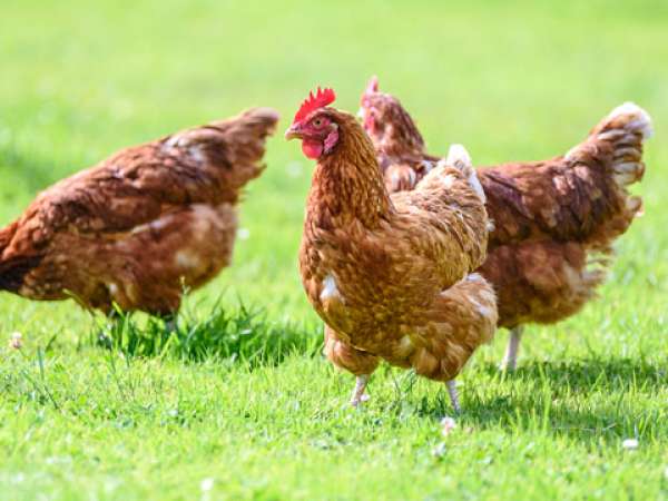 MGAP confirmó primer caso de gripe aviar en el país; ocurrió en Laguna Garzón