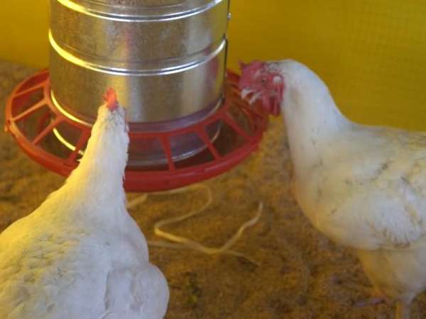 Director departamental de Salud aseguró que "no hay influenza aviar humana" en Uruguay