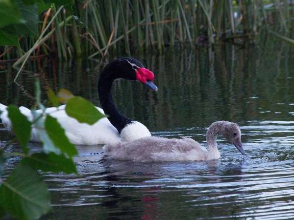 14 cisnes de cuello negro fueron encontrados muertos por gripe aviar hasta ahora 