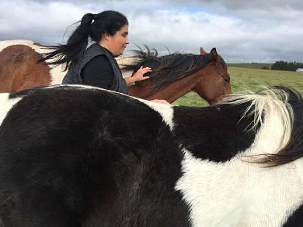 Realizan curso con caballos para disminuir estrés y violencia