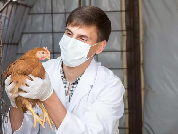 Aumenta mortalidad de cisnes negros por gripe aviar y analizan caso en una gaviota