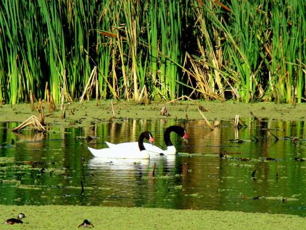 Vacunan contra la Influenza a personas afincadas en el área próxima a laguna Garzón
