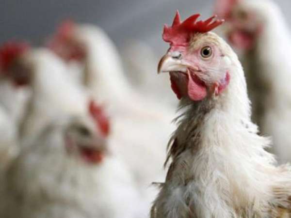 Mala noticia: se confirmaron casos de gripe aviar en Tacuarembó