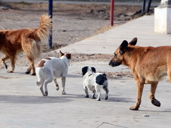 Ataques de perros: cruce entre Intendencia de Maldonado e INBA por responsabilidades