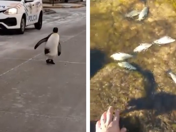 Pingüinos en la calle y peces inmóviles bajo el hielo
