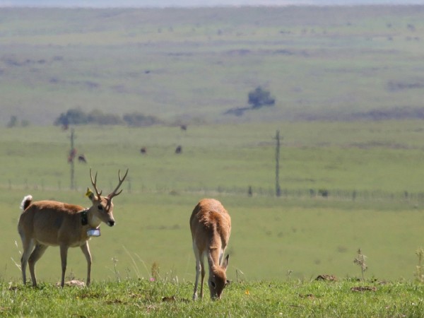 Estudian declarar “protegido” al venado de campo