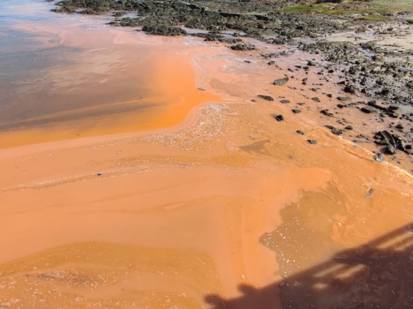 A qué se deben las manchas de color anaranjado que aparecieron en playa Mansa