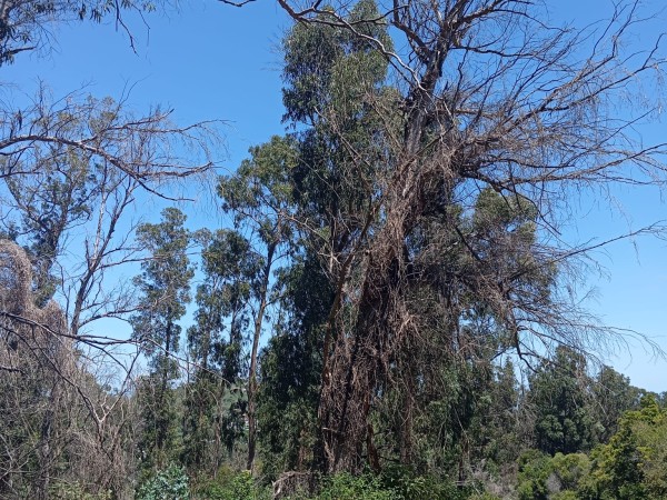 Continúan los reclam...