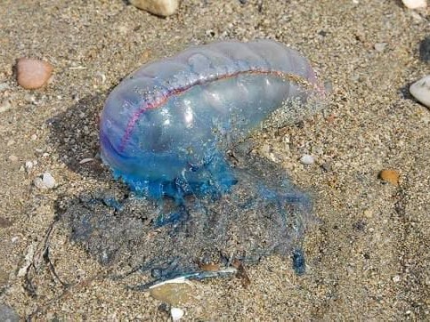 Intendencia de Maldo...