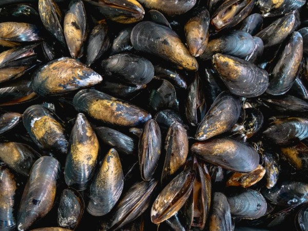 mejillones, puerto de punta del este, pescadores, recolectores