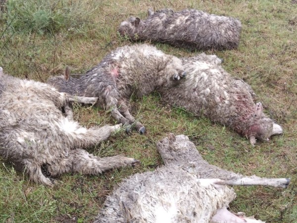 perros ataque ovejas, campo, las vertientes