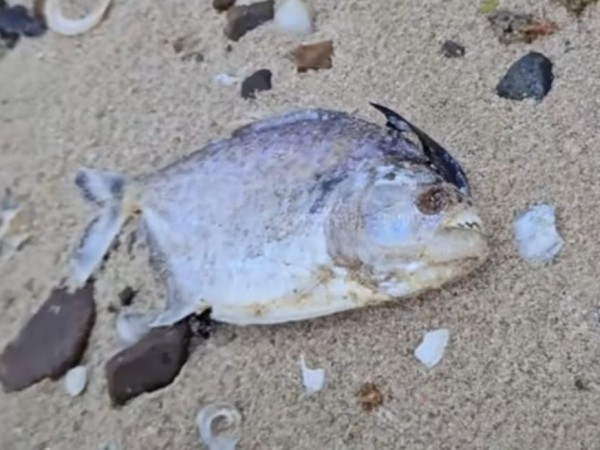¿Por qué apareció una piraña en la playa de Piriápolis?