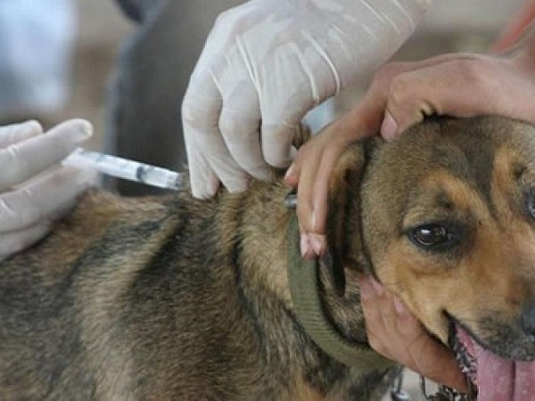 Jornada de vacunació...