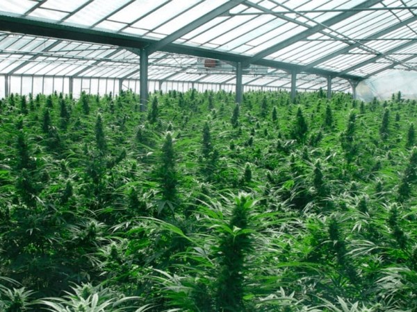 Hurtaron de un establecimiento 60 plantas de cannabis