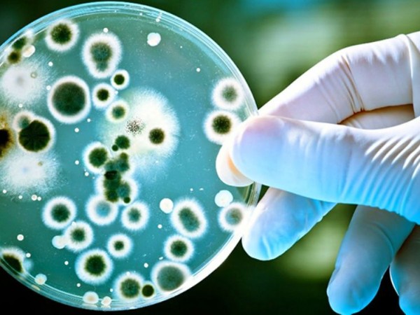 “Hay 50 brotes en di...