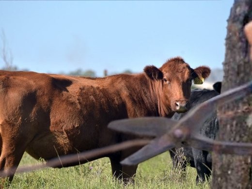 La Federación Rural...