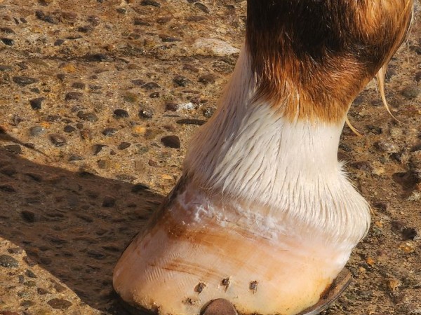 “Dejaron una yegua encerrada en el circular durante toda la noche”: denuncian nuevo ataque al Centro de Equinoterapia de Maldonado