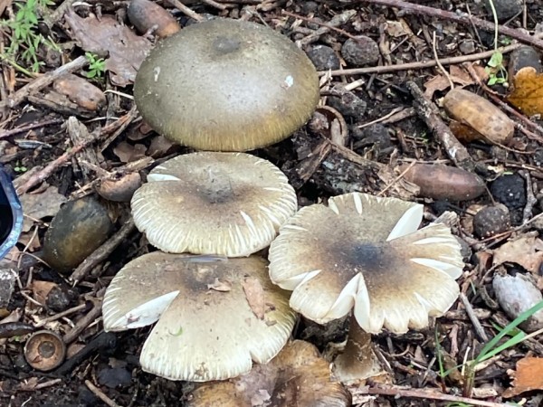 Ante el inicio de la...