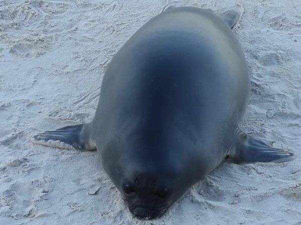 Así crece la elefant...