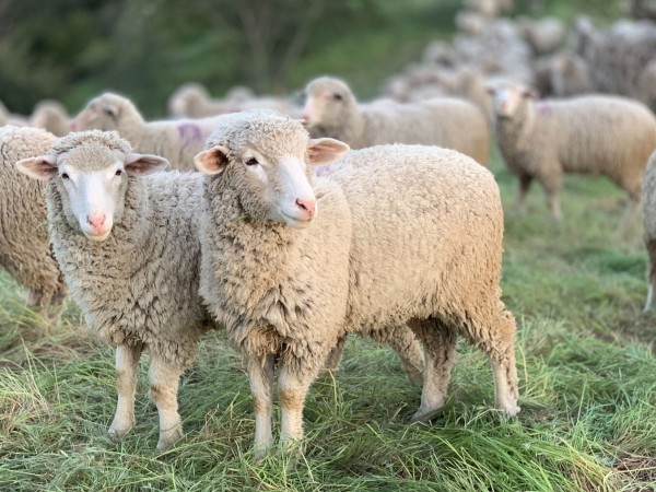 Productor alertó que la tenencia irresponsable de animales que causan la pérdida de ovejas genera abandonos en la producción ganadera