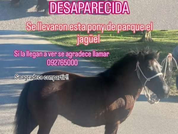 Propietaria de pony robada denuncia posible caso de zoofilia: “Las esconden y las utilizan como mujer”