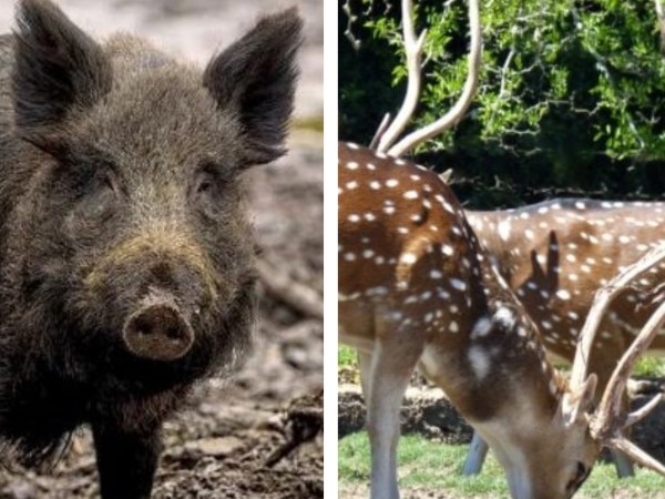 Gobierno habilitó la caza nocturna de chanchos jabalíes y ciervos axis