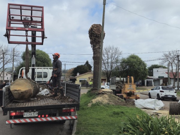 El picudo rojo llegó a San Carlos: Detectaron primer caso en una palmera