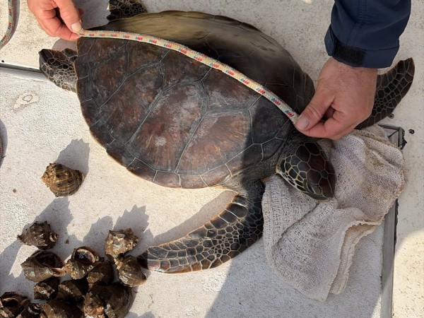 Rescataron dos tortu...
