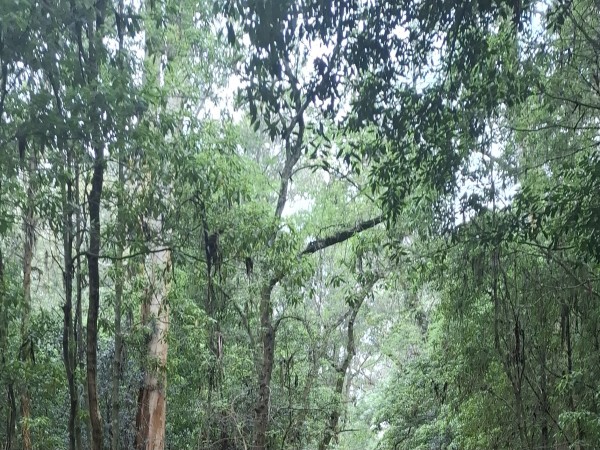 Hallaron restos óseo...