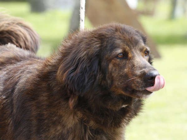castraciones, mascotas, animales