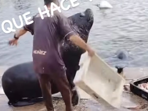 VIDEO|Un hombre golpeó a un lobo marino en el puerto de Punta del Este