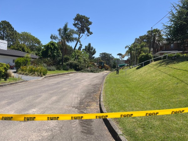 Cayó pesado árbol qu...