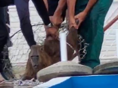 Sorpresa en Punta del Este: apareció un carpincho nadando en una piscina