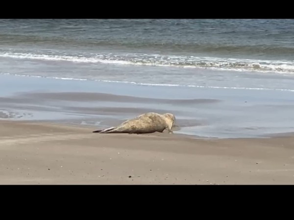 La elefanta marina s...