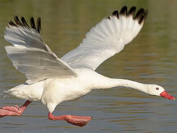MGAP declaró emergen...