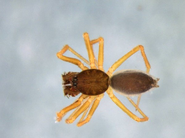 araña, manuel cajade, sierras de carapé, nuevo hallazgo,