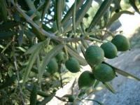 san carlos recibirÁ inversores espaÑoles interesados en cultivar olivos