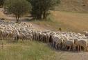 financian instalaciÓn de pasturas y compra de ovinos